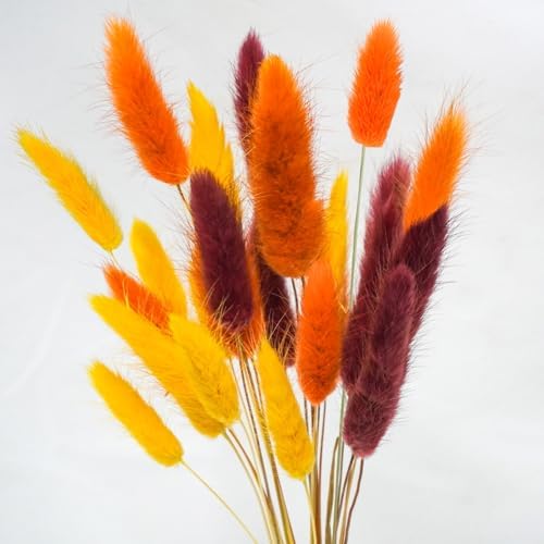 Uieke 240 Pcs Bunny Tails Dried Flowers, 17'' Natural Dried Pampas Grass Decor, Yellow Burnt Orange Burgundy Reed Grass Bouquet for Boho Wedding Home Party Fall Decorations by Uieke