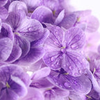 Coferset 3pcs Lifelike Real Touch Hydrangea Artificial Flowers,Purple - Image 2