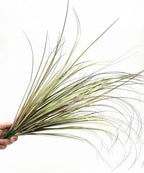 CATTREE Fake Plants Artificial Wheat Grass Outdoor Shrubs 8 Bundles, Faux Plastic Leaves Greenery Bushes for Garden Wedding Party DIY Decorations Indoor Office UV Resistant Glass Planter Filler Purple - Image 6