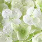Coferset 3pcs Lifelike Real Touch Hydrangea Artificial Flowers,Light Green - Image 2