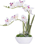Large Silk Potted Orchid Arrangement in Oval Ribbed Ceramic Pot, White by YSZL