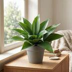 Agave Plant Artificial Faux Agave Plant 16.5In (Light Green) 2Pack - Image 4