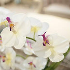 Large Silk Potted Orchid Arrangement in Oval Ribbed Ceramic Pot, White - Image 5