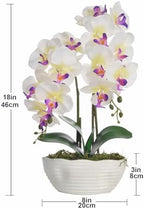 Large Artificial Orchid Arrangement in Oval Ribbed Ceramic Pot, White - Image 7