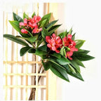 XIYUAN 35.5 Inch Artificial Frangipani Flower 2 Pack Lifelike Real Touch Artificial Plumeria Flowers,for Home Vase Garden Decoration Party Wedding Bouquet (Red) - Image 4