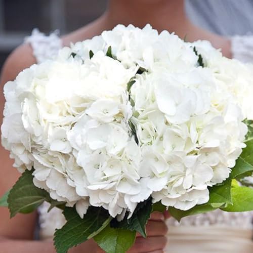 Coferset 3pcs Lifelike Real Touch Hydrangea Artificial Flowers,White - Image 5