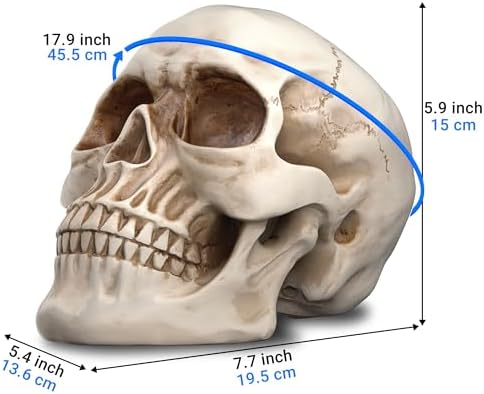 READAEER Halloween Skull Head, Life Size Resin Skull, Large Size Adult Skull Head Model for Home Decoration, Halloween Skull Statue, Human Skull Head Model (White) - Image 2