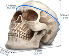 READAEER Halloween Skull Head, Life Size Resin Skull, Large Size Adult Skull Head Model for Home Decoration, Halloween Skull Statue, Human Skull Head Model (White) - Image 2