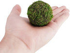 Decorative Moss Balls Set - Fake Moss Balls for Bowl Fillers, Centerpiece Decor, Home Decor, Vase Filler, Wedding Decor, Table Arrangement, Coffee Accents, DIY Crafts (Small - 2"-Set of 12) - Image 2