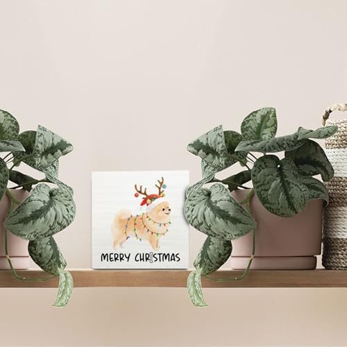 Pomeranian Merry Christmas Wooden Box Sign Desk Decor, Pomeranian Gifts, Holiday Christmas Dog Wood Block Sign for Home Bedroom Office Desk Table Shelf Wall Decorations, 5x5 Inch - Image 3
