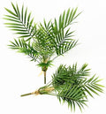 Artificial Parlor Palm Plants, Set of 2 - Realistic Faux Tropical Greenery Stems Small Fake Areca Palm Leaves Mini Palm Tree for Vase Fill, Home Office Decor, Indoor Outdoor Wedding & Event Decoration by CATTREE