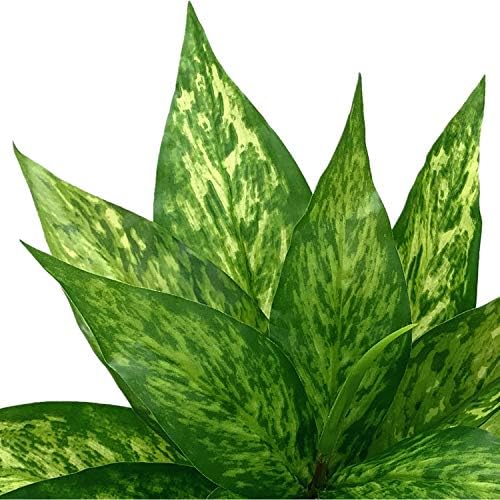 CATTREE Artificial Plants Outdoor, Fake Plant Décor Shrubs Faux Grass Plastic Leaves Greenery Bushes Home Garden Wedding Party Decorations Indoor Office Yard Verandah Planter Filler - Yellow 2 Pack - Image 5