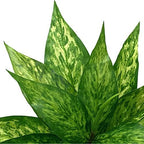 CATTREE Artificial Plants Outdoor, Fake Plant Décor Shrubs Faux Grass Plastic Leaves Greenery Bushes Home Garden Wedding Party Decorations Indoor Office Yard Verandah Planter Filler - Yellow 2 Pack - Image 5