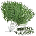 Artificial Palm Leaves Stems Greenery Tropical Palm Leaves 12 Pcs, Faux Monstera Plants for Palm Sunday Flower Arrangement Home Kitchen Table Decor, Wedding Birthday Party Indoor Outdoor Decoration by LOVENIMEN