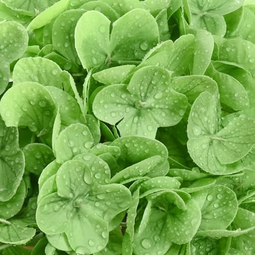 8Pcs Real Touch Hydrangea Artificial Flowers, 21" Fake Flowers, Mixed Green - Image 4