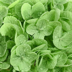 8Pcs Real Touch Hydrangea Artificial Flowers, 21" Fake Flowers, Mixed Green - Image 4