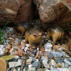 MOLMH Weird Queer Grumpy Frog Toad Statue Ugly Angry Outdoor Garden Yard Decor Statue Fun Novelty Home Office Decor Sculpture Unique Gift - Image 4