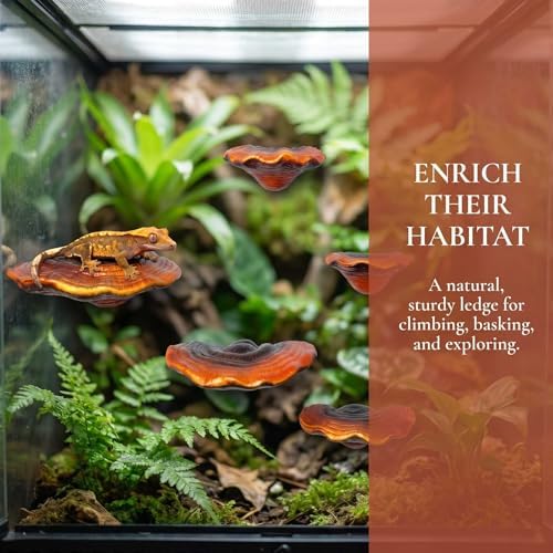 5pcs Cute Mushroom Shelves, Hanging Whimsical Cottage Core Home Wall Decor, Leopard Gecko Tank Accessories (Small) - Image 4