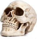 READAEER Halloween Skull Head, Life Size Resin Skull, Large Size Adult Skull Head Model for Home Decoration, Halloween Skull Statue, Human Skull Head Model (White) by READAEER
