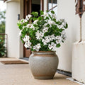 Artificial Geraniums for Outdoors, 8 Stems 17.7 Inch White Faux Geranium Bush Fake Flowers UV Resistant Fall Porch Patio Garden Planter Window Box Indoor Decor, Pot Not Included by ENALGRE