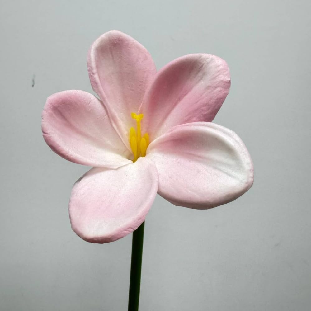 10 pcs White&Pink Plumeria Flowers Artificial with Stems,Real Touch - Image 6