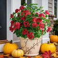 Artificial Geraniums for Outdoors, 8 Stems 17.7 Inch Red Faux Geranium Bush Fake Flowers UV Resistant Fall Porch Patio Garden Planter Window Box Indoor Decor, Pot Not Included by ENALGRE