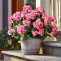 Artificial Geranium Flowers for Outdoors 19.6" Geraniums Artificial Flowers Realistic Faux Geraniums for Outdoor Planters Silk Geranium Indoor Fake Flowers Porch Home Garden Decor No Vase(4PCS，Pink) by Unknown
