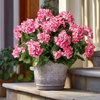 Artificial Geranium Flowers for Outdoors 19.6" Geraniums Artificial Flowers Realistic Faux Geraniums for Outdoor Planters Silk Geranium Indoor Fake Flowers Porch Home Garden Decor No Vase(4PCS，Pink) by Unknown