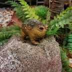 MOLMH Weird Queer Grumpy Frog Toad Statue Ugly Angry Outdoor Garden Yard Decor Statue Fun Novelty Home Office Decor Sculpture Unique Gift - Image 3