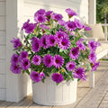 Purple Artificial Morning Glory Flowers for Outdoor Planters, Premium UV Resistant Silk Faux Flowers for Porch, Hanging Basket & Window Box, Cottage Garden Decor, No Pot, 13.3 Inch, 4 Bundles by UqueetenLtd