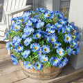 Blue Artificial Morning Glory Flowers for Outdoor Planters, Premium UV Resistant Silk Faux Flowers for Porch, Hanging Basket & Window Box, Lifelike Floral Arrangement, No Pot 13.3“ 8 Bundles by UqueetenLtd