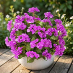 Bougainvillea Artificial Faux Bougainvillea Outdoor 4 Pack Fake Bougainvillea Hanging Flowers Artificial Bougainvillea for Indoor Home Porch Garden Decor Spring Flowers No Vases(Dark Purple) - Image 6