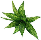 CATTREE Artificial Plants Outdoor, Fake Plant Décor Shrubs Faux Grass Plastic Leaves Greenery Bushes Home Garden Wedding Party Decorations Indoor Office Yard Verandah Planter Filler - Yellow 2 Pack - Image 2