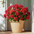 Artificial Geranium Flowers for Outdoors 19.6" Geraniums Artificial Flowers Realistic Faux Geraniums for Outdoor Planters Silk Geranium Indoor Fake Flowers Porch Home Garden Decor No Vase(4PCS，Red) by Unknown