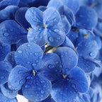 Coferset 3pcs Lifelike Real Touch Hydrangea Artificial Flowers,Royal Blue - Image 2