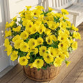Yellow Artificial Morning Glory Flowers for Outdoor Planters, Premium UV Resistant Silk Faux Flowers for Porch, Hanging Basket & Window Box, Spring Garden Decor, No Pot, 13.3 Inch, 8 Bundles by UqueetenLtd