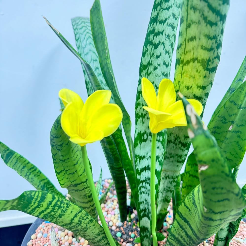 10 pcs Yellow Artificial Plumeria Flowers with Stems,13inch Real Touch - Image 5