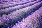 Artificial Lavender Flowers Bouquet in Purple, Fake Plants Christmas Decorations Ornaments for Home Decor Wedding Garden Office Patio Decoration Party Arrangement Outdoor Indoor - 8 pcs - Image 6