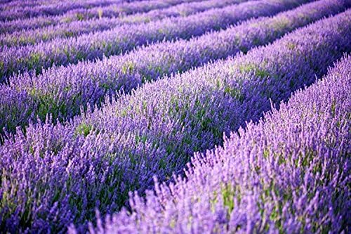 Artificial Lavender Flowers Bouquet in Purple, Fake Plant for Home Decor, Wedding, Garden, Office, Patio Decoration, Party Arrangement, Outdoor, Indoor, 4 pcs - Image 5