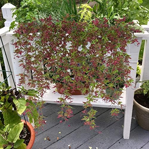 Artificial Hanging Vine, Sweet Potato Leaves Plastic Plants Greenery Faux Ivy Garland Fake Plant UV Resistant for Indoor Outdoor Garden Door Wall Baskets Wedding Party Table Decoration Red 2 Pcs - Image 6