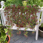 Artificial Hanging Vine, Sweet Potato Leaves Plastic Plants Greenery Faux Ivy Garland Fake Plant UV Resistant for Indoor Outdoor Garden Door Wall Baskets Wedding Party Table Decoration Red 2 Pcs - Image 6