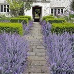 CATTREE Artificial Lavender Flowers, Fake Plastic Flocked Plants for Indoor Outdoor Home Office Arrangements Wedding Bridle Bouquet Decor Christmas DIY Ornaments Decorations Purple 4 Pack - Image 4