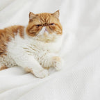 Bedsure GentleSoft 100% Cotton Blanket Queen Size - Image 5