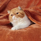 Bedsure GentleSoft Twin XL Fleece Blanket Dorm Bedding - Image 2