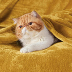 Bedsure GentleSoft Gold Fleece Throw Blanket - Image 5